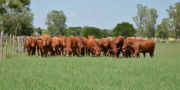 INEGI Tamaulipas crecimiento económico