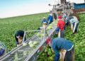 Permanente agrícolas mexicanos en Canadá