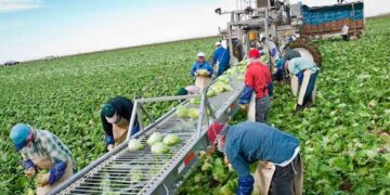 Permanente agrícolas mexicanos en Canadá