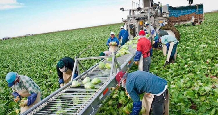 Permanente agrícolas mexicanos en Canadá