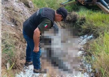Localizan cocodrilo sin vida en la Laguna del Carpintero de Tampico, Tamaulipas