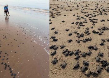 Más de 5 mil crías de tortuga lora son liberadas en Playa Bagdad de Matamoros, Tamaulipas