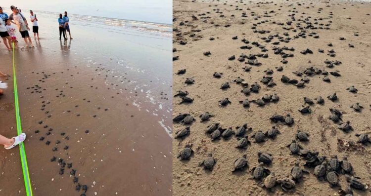 Más de 5 mil crías de tortuga lora son liberadas en Playa Bagdad de Matamoros, Tamaulipas