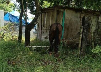 Altamira caballo abandonado