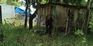 Altamira caballo abandonado