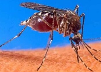 Tamaulipas evalúa usar nuevas tecnologías para fortalecer el combate contra el dengue