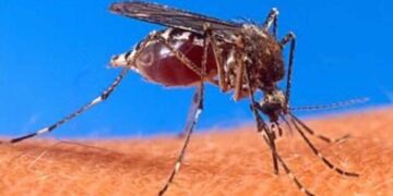 Tamaulipas evalúa usar nuevas tecnologías para fortalecer el combate contra el dengue