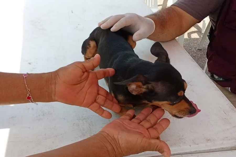 Tampico acciones bienestar animal