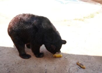 Zoológico y Acuario de Nuevo Laredo