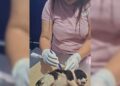 casos gusano barrenador en perros Tamaulipas