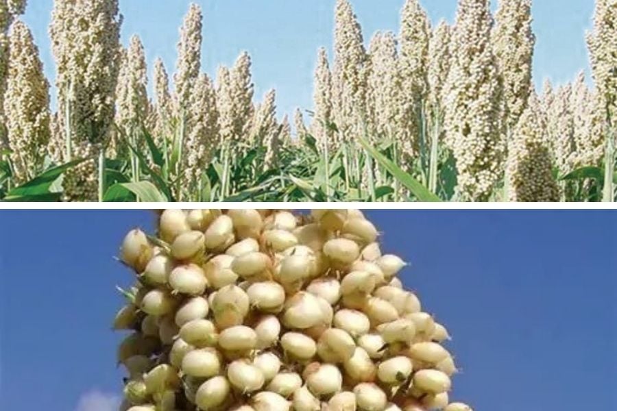 cultivo de sorgo blanco Matamoros