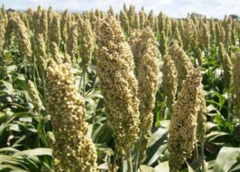 cultivo de sorgo blanco Matamoros