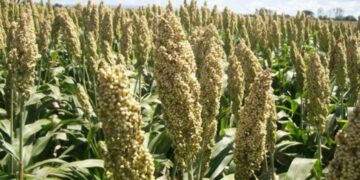 cultivo de sorgo blanco Matamoros