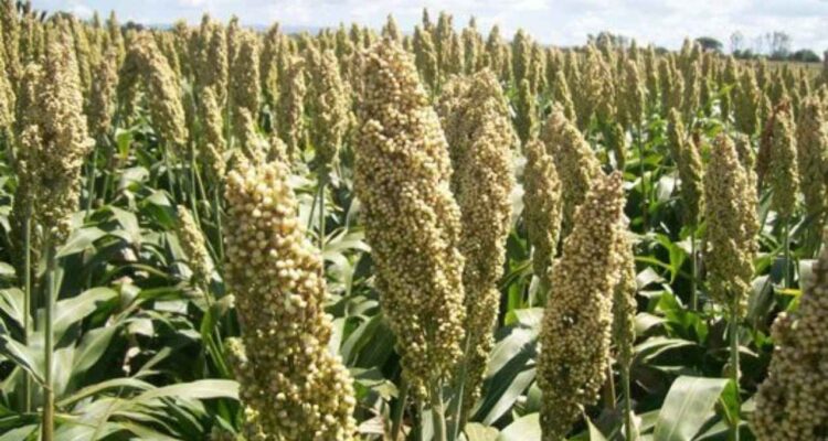 cultivo de sorgo blanco Matamoros