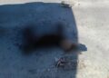 gusano barrenador en perros Tamaulipas