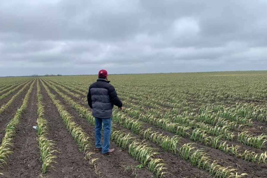 iniciativa apoyo agrícola Tamaulipas