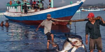 pesca de tiburón en Tamaulipas