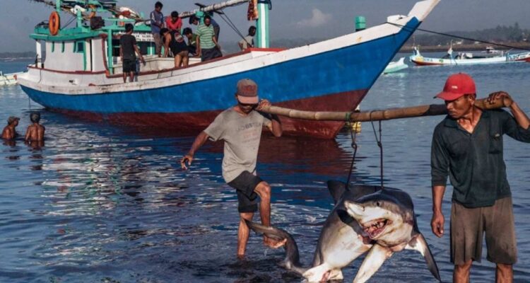 pesca de tiburón en Tamaulipas