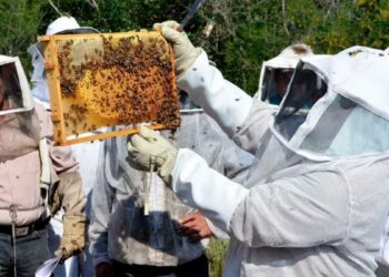 picaduras de abejas en Tamaulipas