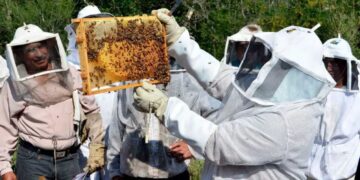 picaduras de abejas en Tamaulipas