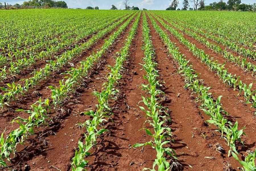 precio diesel campo tamaulipeco 