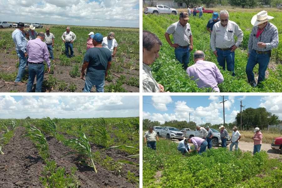 producción agrícola San Fernando