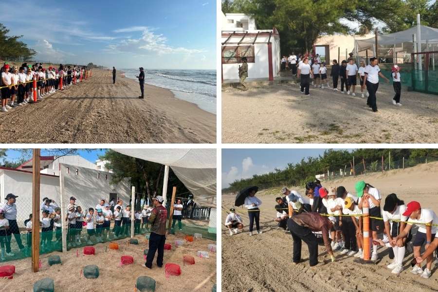 tortuga lora Soto La Marina