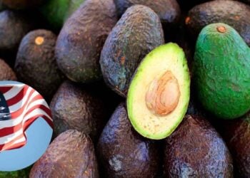 Estados Unidos exportación de aguacate de Michoacán