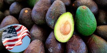 Estados Unidos exportación de aguacate de Michoacán