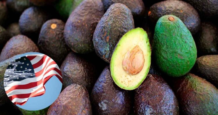 Estados Unidos exportación de aguacate de Michoacán