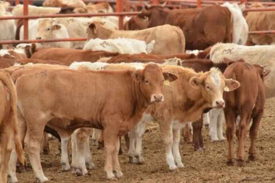 Gobierno productores ganadería Tamaulipas