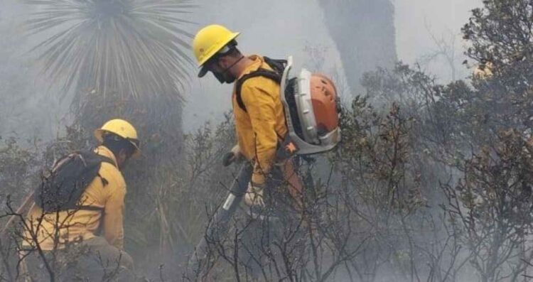 Incendios forestales hectáreas Tamaulipas