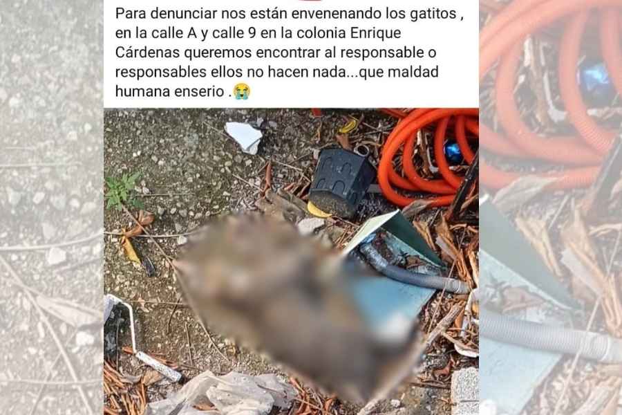 Investigan envenenamiento gatos Tampico