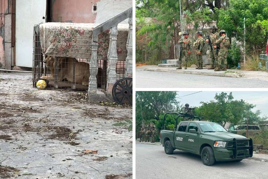 León abandonado en Matamoros