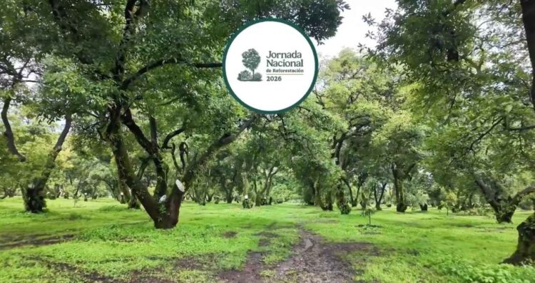 México Jornada Nacional de Reforestación