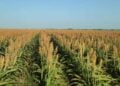 Productores sorgo cosecha Tamaulipas