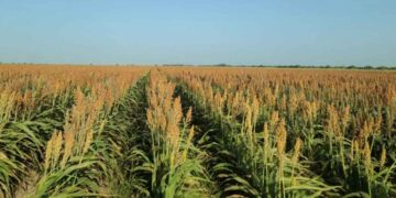 Productores sorgo cosecha Tamaulipas