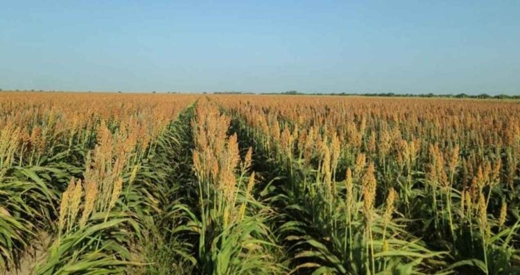 Productores sorgo cosecha Tamaulipas