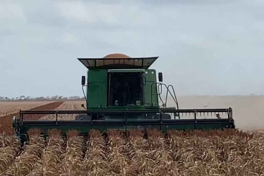 Productores sorgo cosecha Tamaulipas