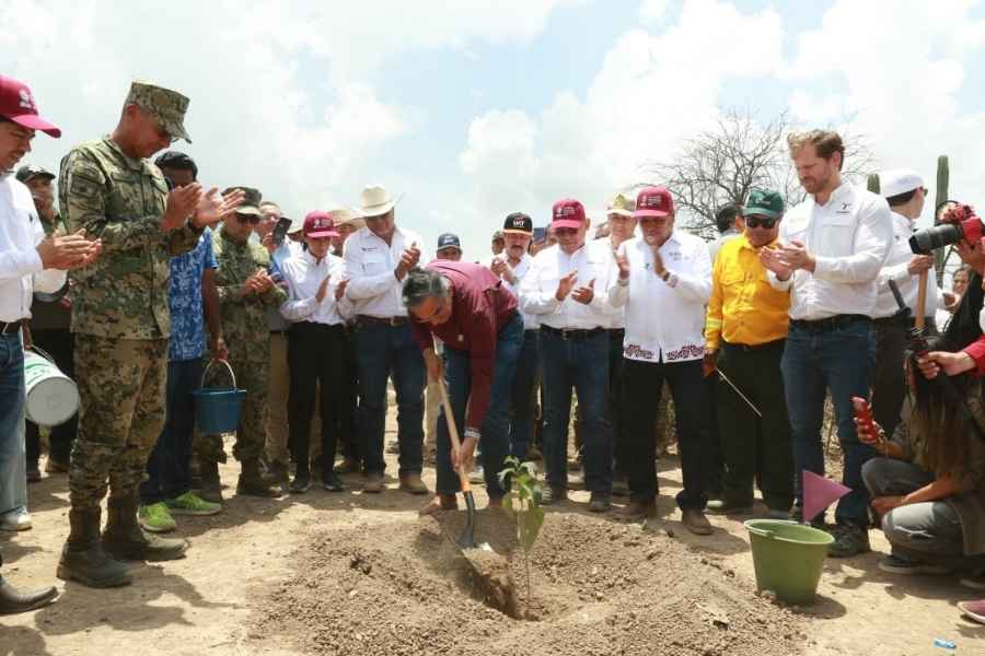 Reforestación desarrollo plantas Tamaulipasa