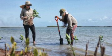 Contribuye SEDUMA a estrategia de reforestación con más de 134 mil manglares y árboles nativos
