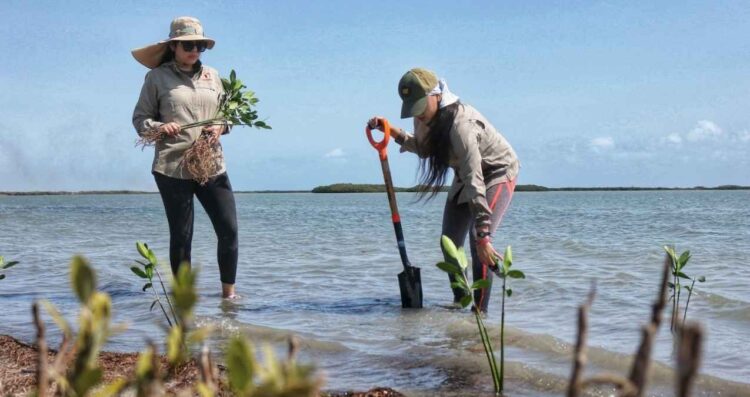 Contribuye SEDUMA a estrategia de reforestación con más de 134 mil manglares y árboles nativos