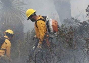 Sofocan incendio forestal Tamaulipas