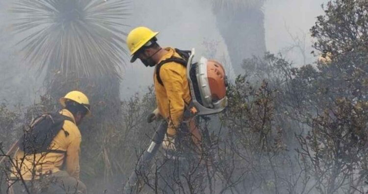 Sofocan incendio forestal Tamaulipas