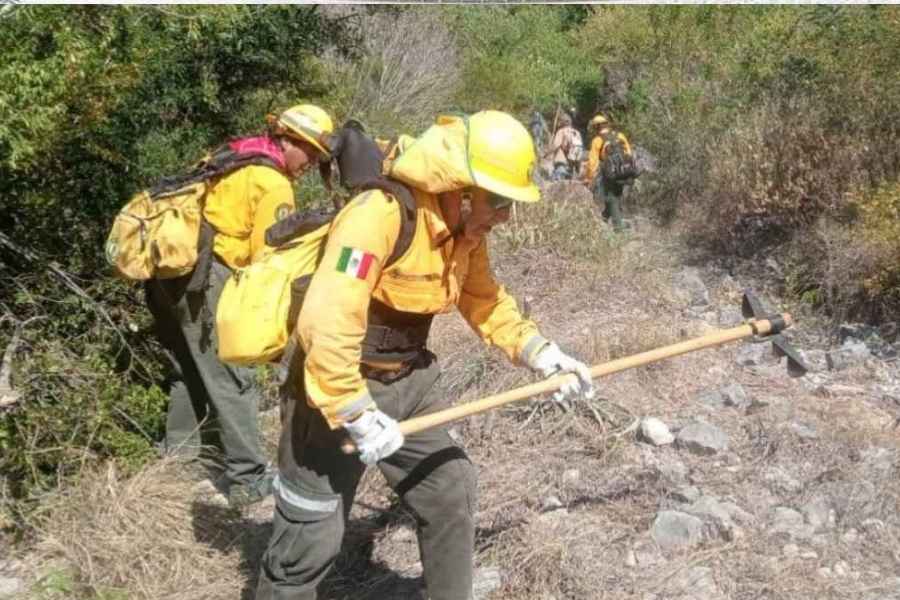 Sofocan incendio forestal Tamaulipas