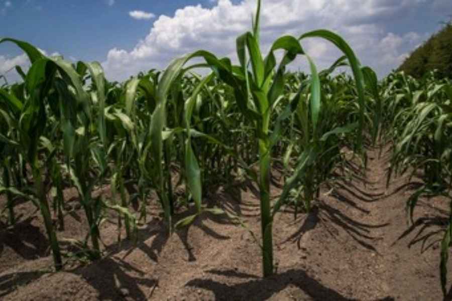 Tamaulipas gestiones productores maiz
