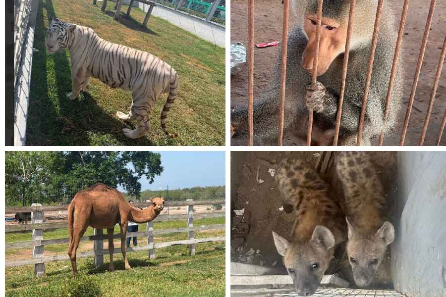 Zoológico Tamatán animales exóticos (1)
