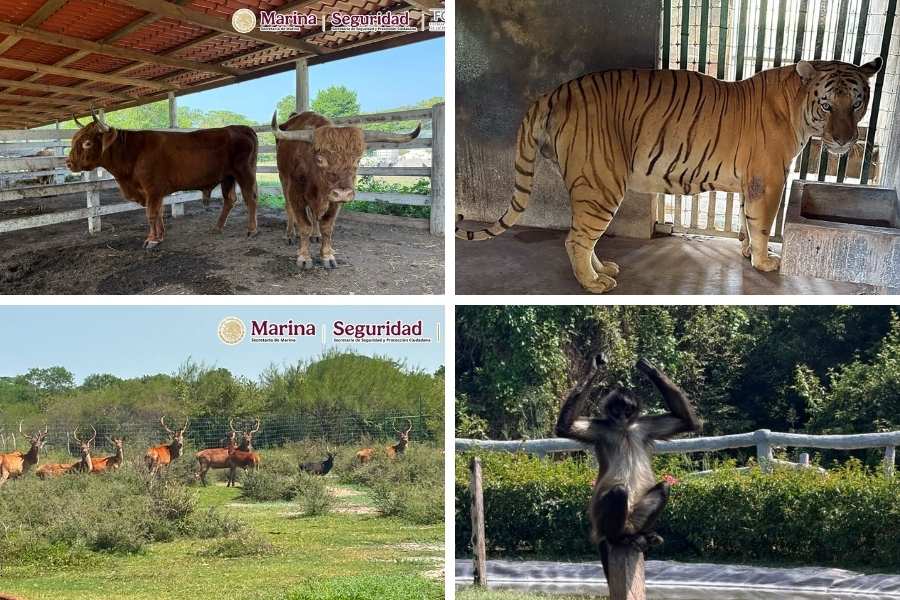 animales exóticos en Tamaulipas