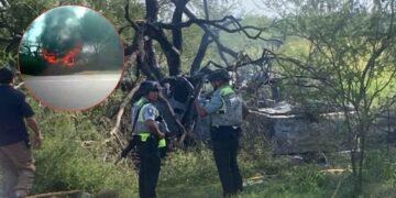 arbol Reynosa San Fernando
