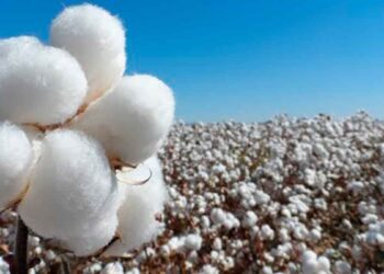 disminuye producción algodón Tamaulipas